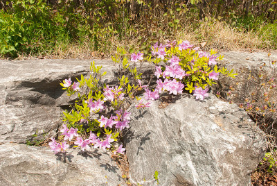 杜鹃花