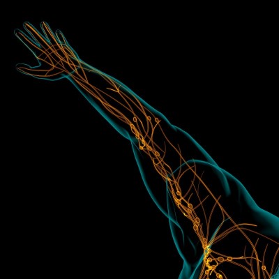 人体淋巴结解剖用于医学概念3D渲染