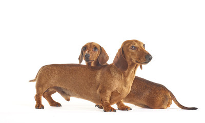 腊肠犬在白