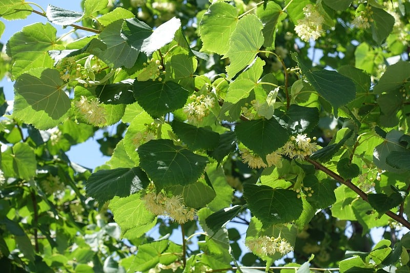 6月菩提树开了无数淡黄色的花