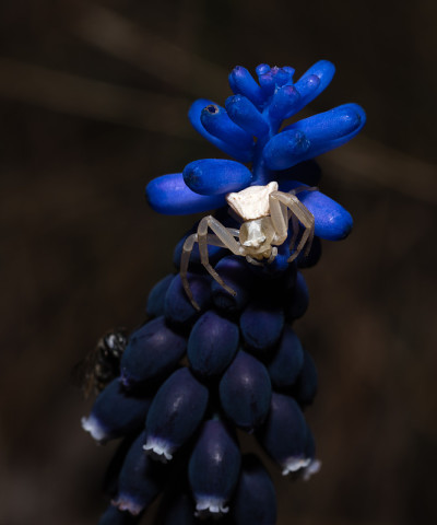 近景照片:杏黄花上的白蟹蜘蛛