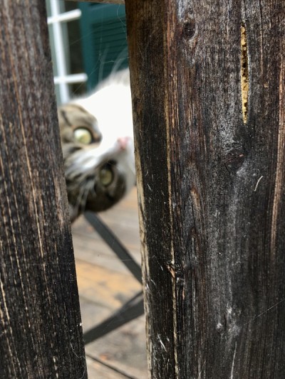 奥地利哈尔斯塔特市的猫