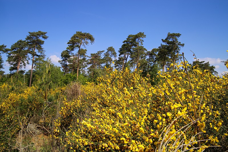 在荷兰石南荒原上，黄色盛开的扫帚丛(genista pilosa)与苏格兰松树(sylvestris