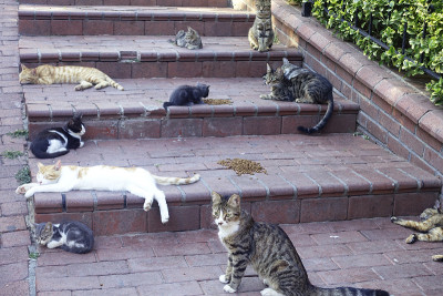 在人行道上喂猫