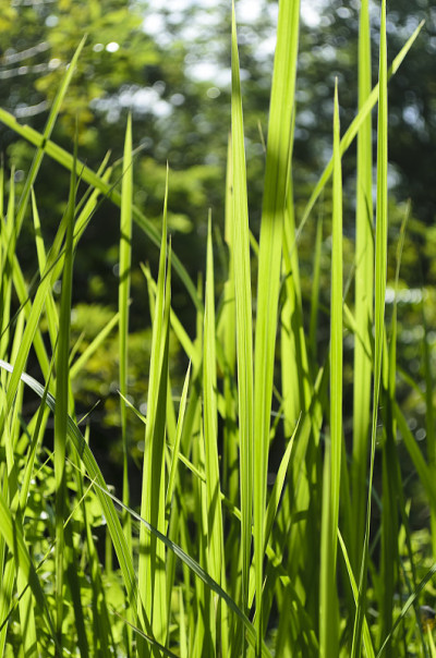 草