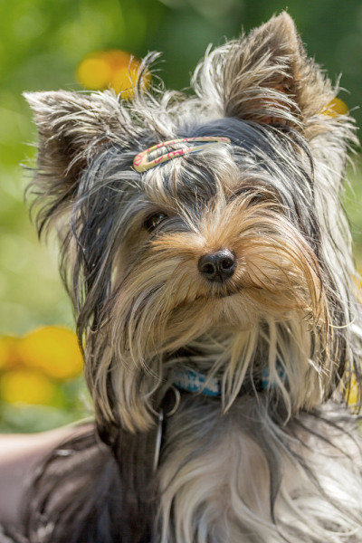 可爱的约克郡犬的肖像