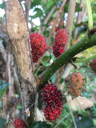 美丽的桑树果实在花园里