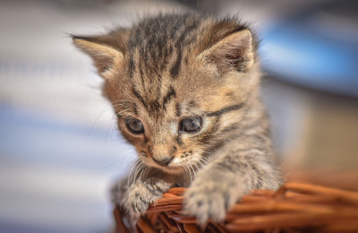 小猫