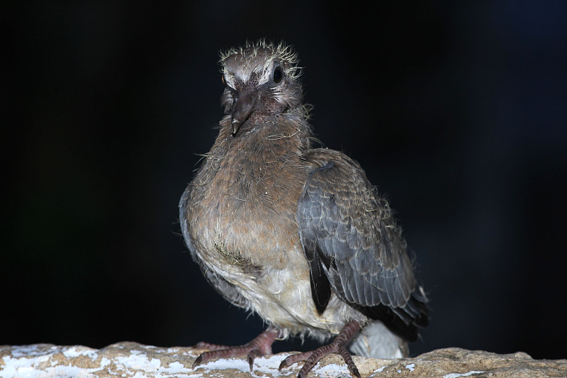 cute new born bird