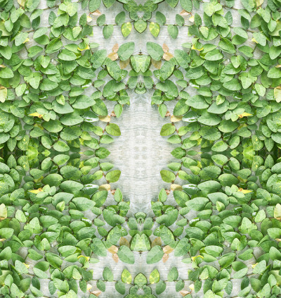 薜荔