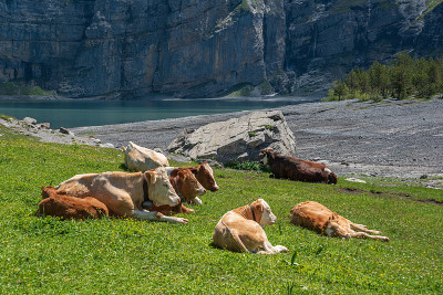 Kandersteg附近Oeschinensee湖的奶牛