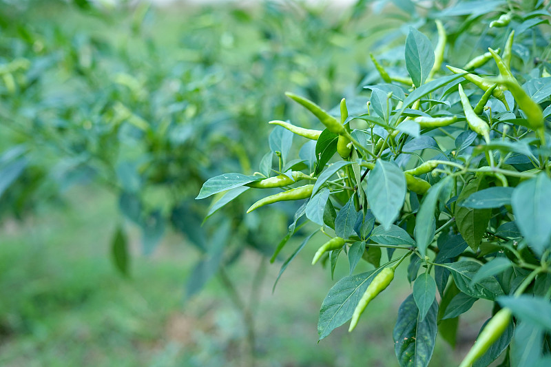 菜园里的有机青椒