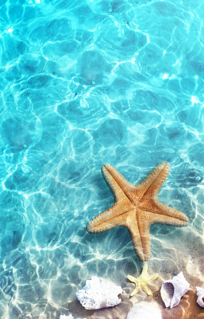 海星和贝壳在夏日海滩的海水里。夏天的背景。
