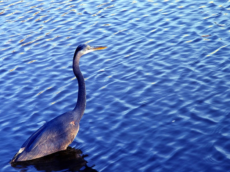 Blue Heron