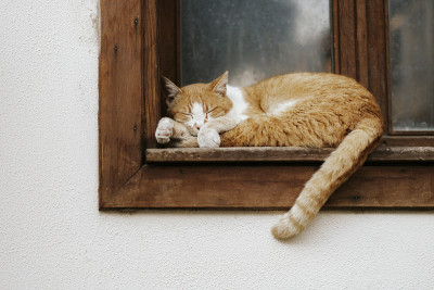 一只黄色的猫在窗边睡觉