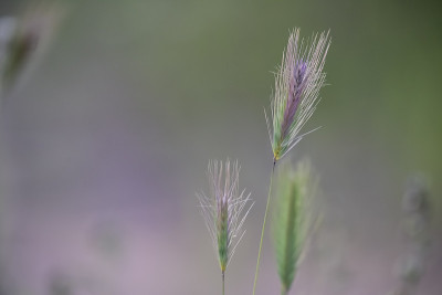 儿子花