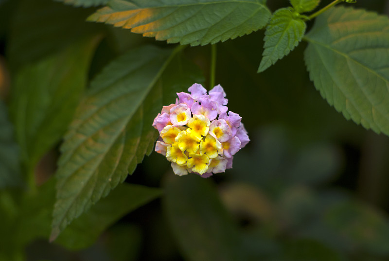 热带花马缨丹的美丽的花序