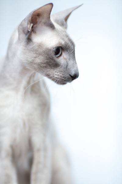 无毛猫