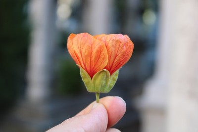 花和自然