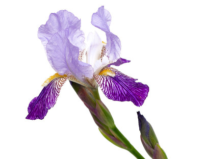 紫虹膜花