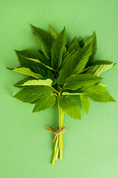 羊肚草的绿色嫩叶。照片