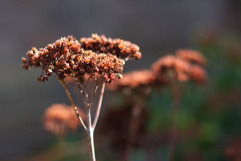 欧芹