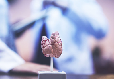 以授权医生为背景的甲状腺模型