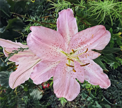 东正教教堂花园夏季百合的摄影艺术图片