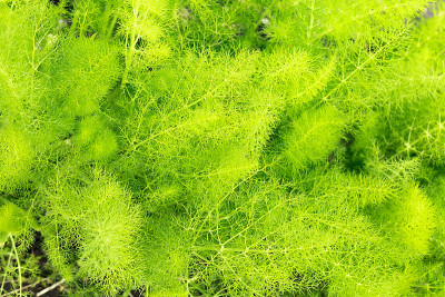 \尼斯植物