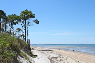 沙丘，松树，和沙滩上的Outer Banks海滩