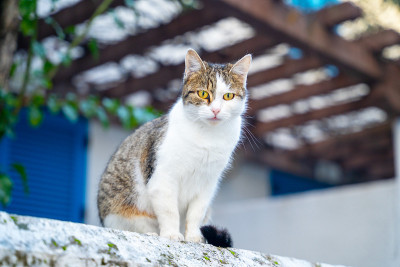 可爱的彩色小猫和不寻常的黄色眼睛坐在栏杆上的露台。宠物在院子里散步或流浪猫住在街上，看着路人，模糊了
