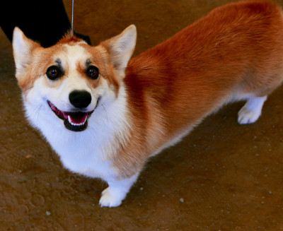 彭布罗克威尔士科基犬