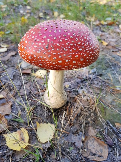 Amanita muscaria, seta