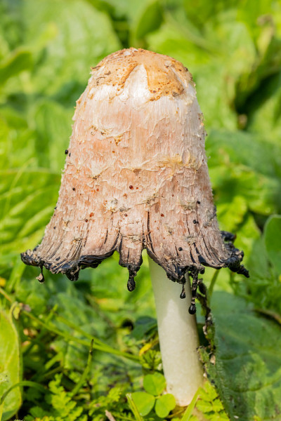 生长在乡村草地上的野生食用蘑菇