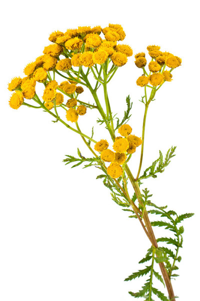 盛开的Tanacetum