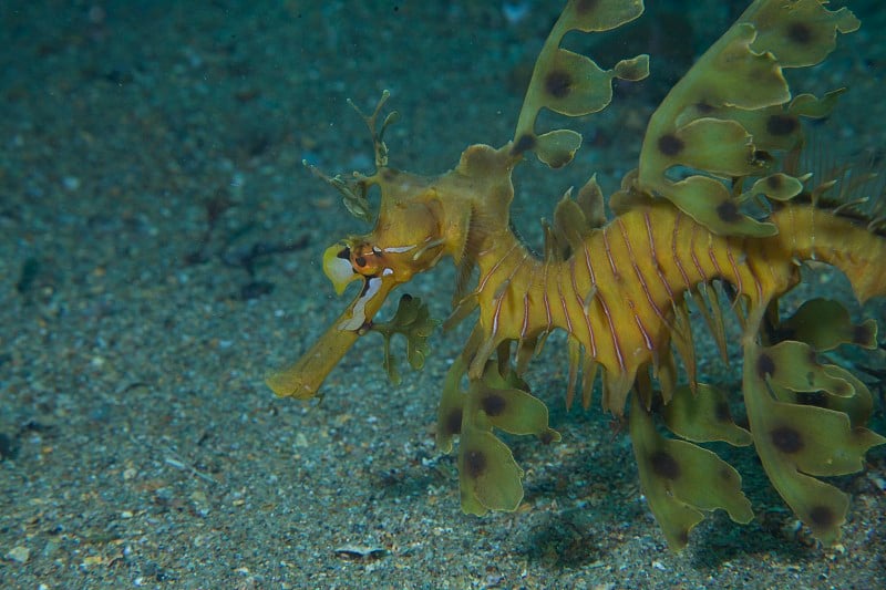 绿叶Seadragon