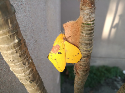 动物
