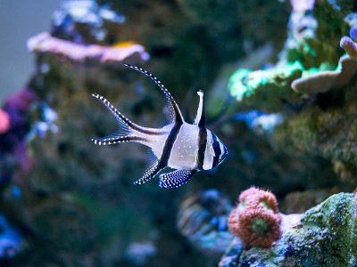 珊瑚礁水族馆里的邦盖红雀(翼龙)