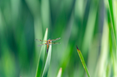 四斑点蜻蜓(Libellula quadrimaculata)在草的叶片上，很好的特写和细节。