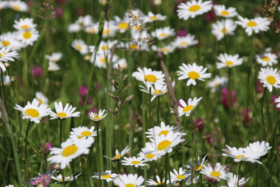Wiesenmargeriten