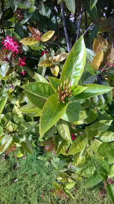 花