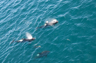 Long-finned Pilot Whales