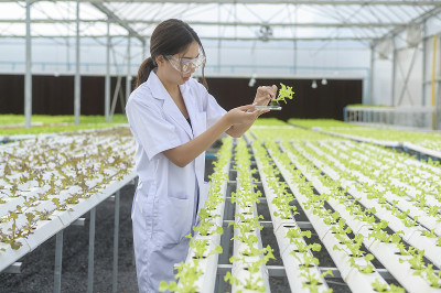 科学家工作在水培温室农场，清洁食品和食品科学概念