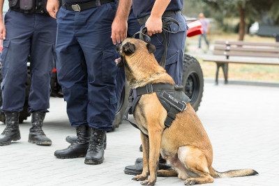 马里诺斯比利时牧羊犬守卫边境。边防部队展示了警犬发现违法行为的能力。