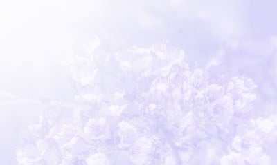 樱花在柔和的风格背景