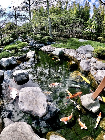 锦鲤，幸运鲤鱼，日本人