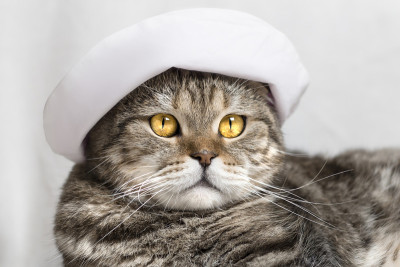 猫的肖像。家里的朋友戴着帽子。