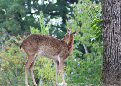 Eld's deer (Panolia eldii)
