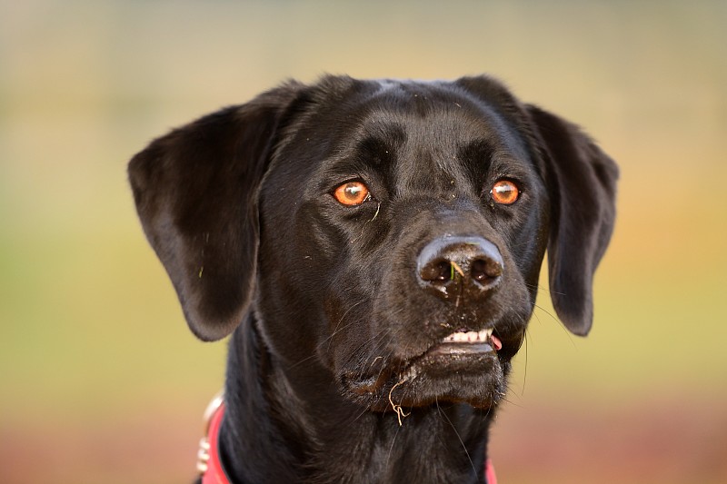 黑色拉布拉多犬头部射击