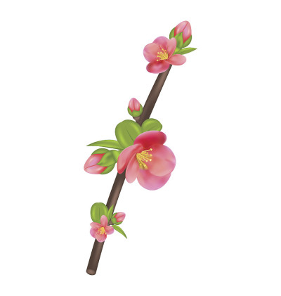 日本木瓜(日本木瓜)开花分枝，孤立属